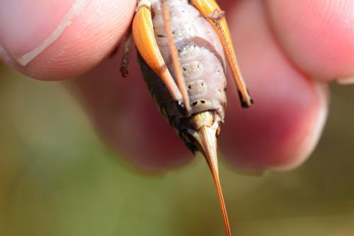 Réf. 240 851 : Anonconotus occidentalis